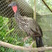 Crested Guan